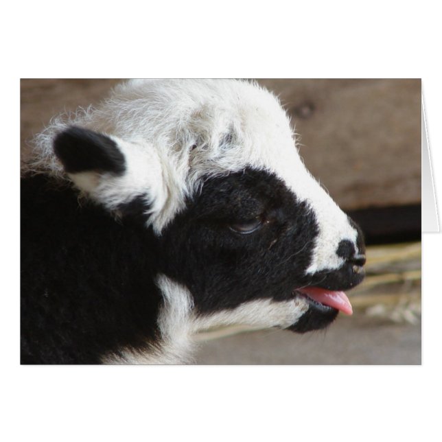 Newborn Lamb Cards (Front Horizontal)