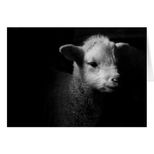 Newborn Lamb Cards (Front Horizontal)