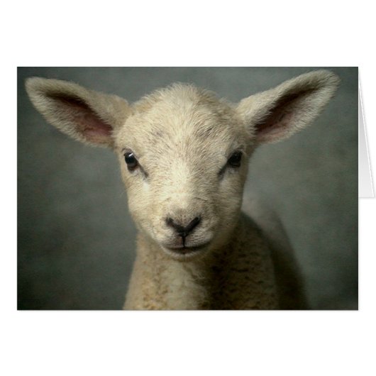 Newborn Lamb Cards (Front Horizontal)