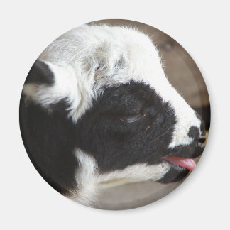 Newborn Lamb Magnet