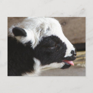 Newborn Lamb Postcard