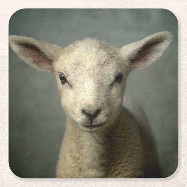 Newborn Lamb Square Paper Coaster (Front)