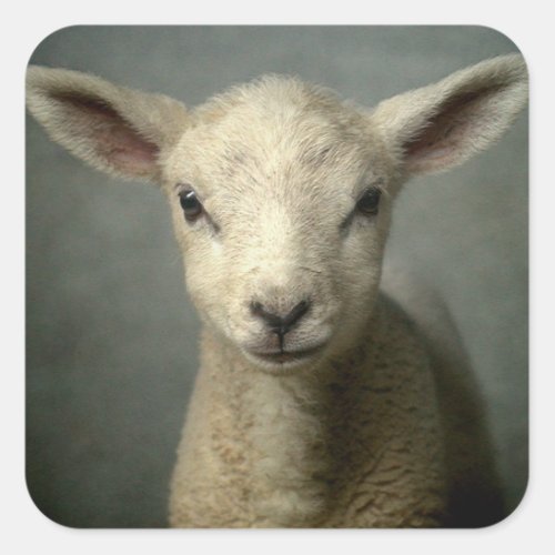 Newborn Lamb Square Sticker