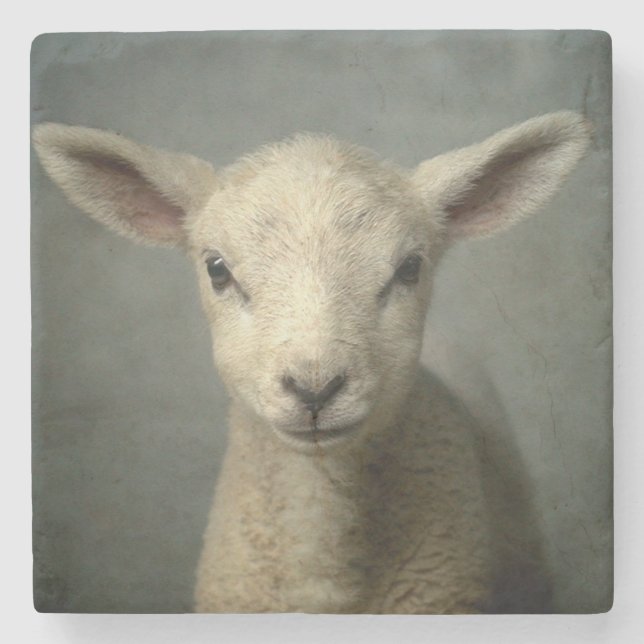 Newborn Lamb Stone Coaster (Front)
