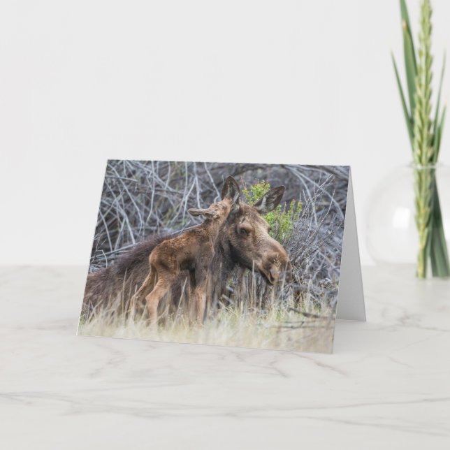 Newborn Moose Calf Nuzzling its Mother Card (Front)