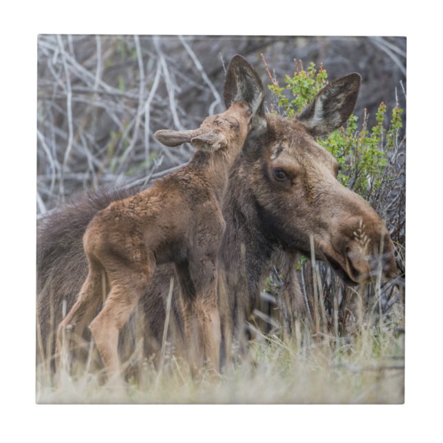 Newborn Moose Calf Nuzzling its Mother Ceramic Tile (Front)