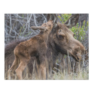 Newborn Moose Calf Nuzzling its Mother Faux Canvas Print