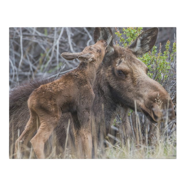 Newborn Moose Calf Nuzzling its Mother Faux Canvas Print (Front)