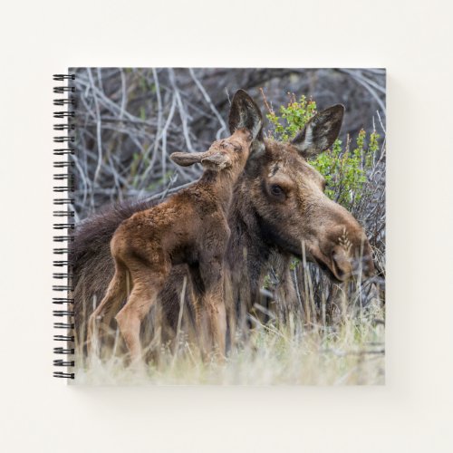 Newborn Moose Calf Nuzzling its Mother Notebook