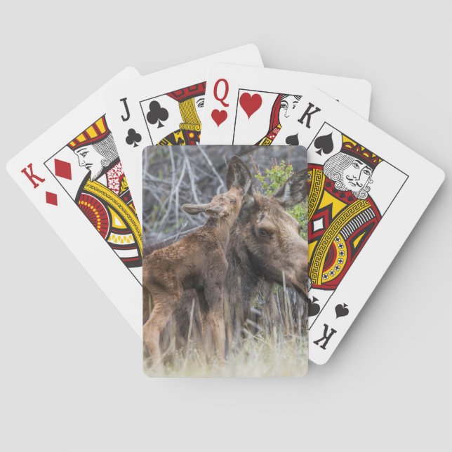Newborn Moose Calf Nuzzling its Mother Poker Cards (Back)
