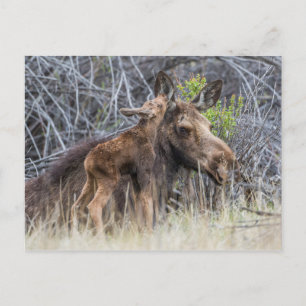 Newborn Moose Calf Nuzzling its Mother Postcard