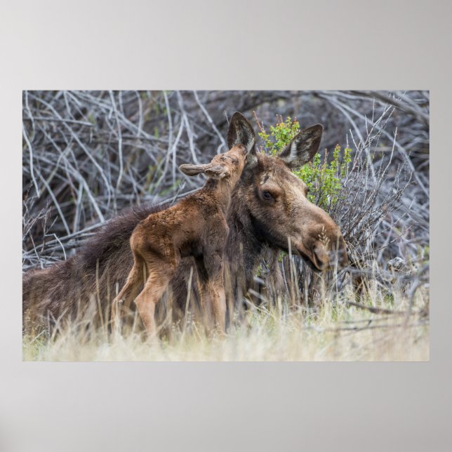 Newborn Moose Calf Nuzzling its Mother Poster (Front)