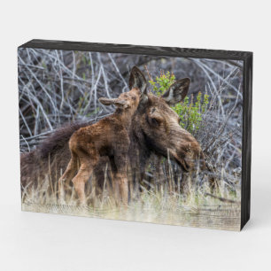 Newborn Moose Calf Nuzzling its Mother Wooden Box Sign