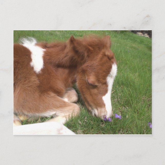 Newborn Pony - Spirit Postcard (Front)