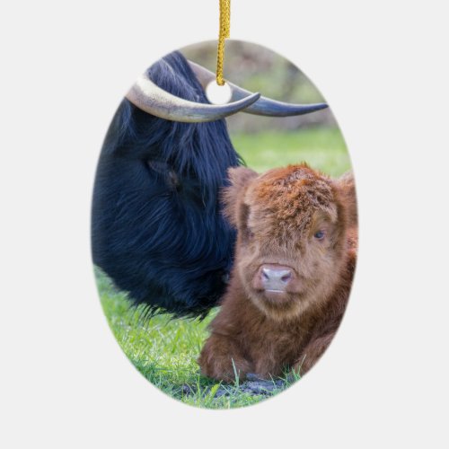 Newborn scottish highlander calf with mother cow ceramic ornament