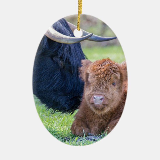 Newborn scottish highlander calf with mother cow ceramic ornament (Front)