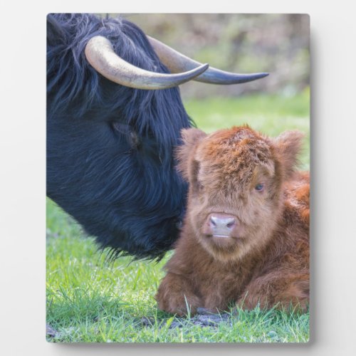 Newborn scottish highlander calf with mother cow plaque