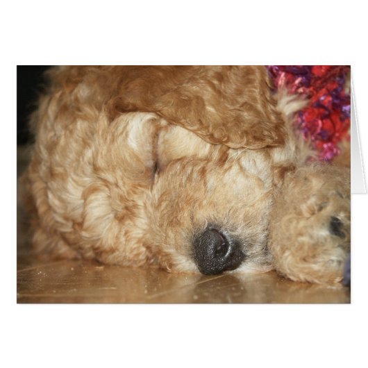 Newborn Series-02 Cards (Front Horizontal)