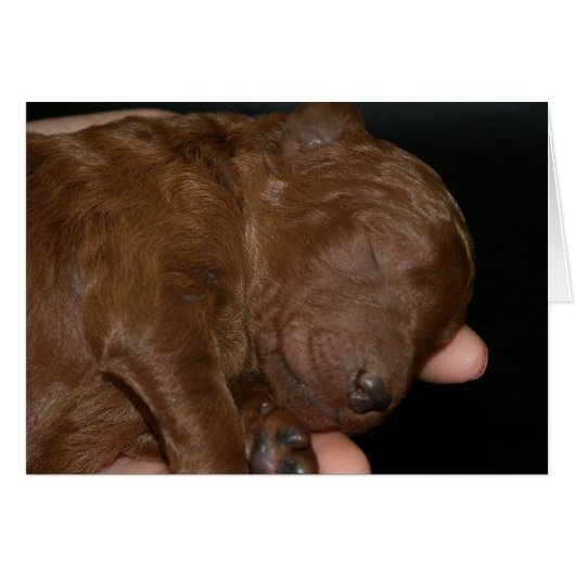 Newborn Series-03 Cards (Front Horizontal)