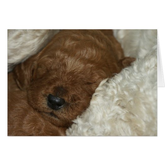 Newborn Series-04 (Front Horizontal)