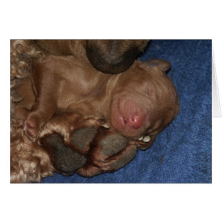 Newborn Series-05 Cards