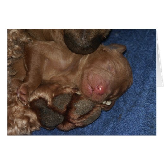 Newborn Series-05 Cards (Front Horizontal)