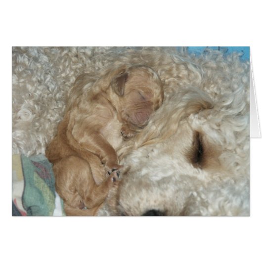 Newborn Series-06 Cards (Front Horizontal)