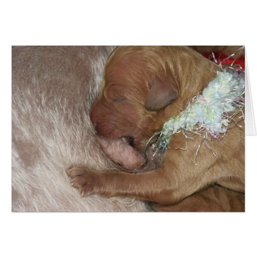 Newborn Series-07 Cards (Front Horizontal)