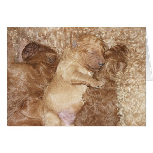 Newborn Series-08 (Front Horizontal)