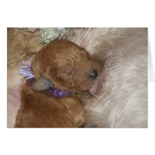 Newborn Series-09 Cards (Front Horizontal)