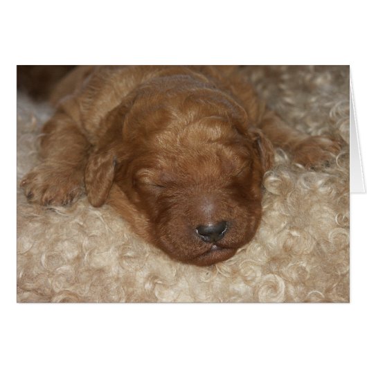 Newborn Series-10 Cards (Front Horizontal)