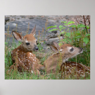 Newborn Twin Bambis Poster