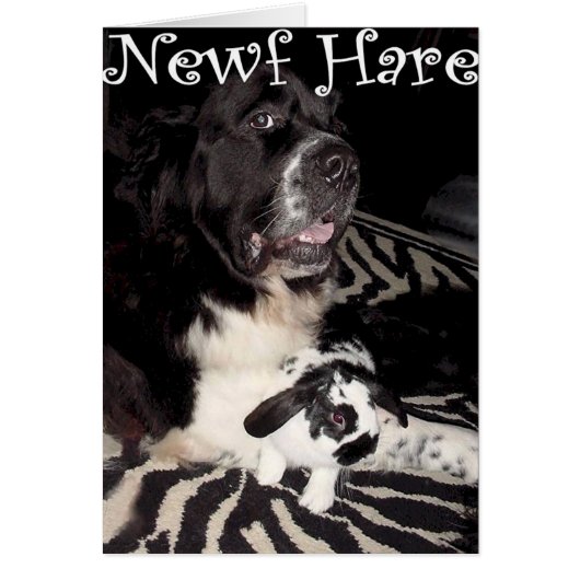 Newf Hare Cards (Front)