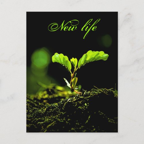 Newf life _ postcards