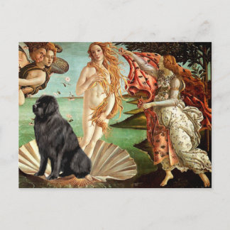 Newfie 1 - Birth of Venus Postcard