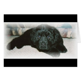 Newfie love cards