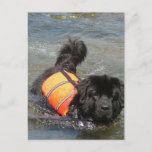 Newfie Water Rescue Postcard