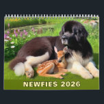 Newfies 2026 Calendar<br><div class="desc">Enjoy Newfs in their element every month of the year!</div>