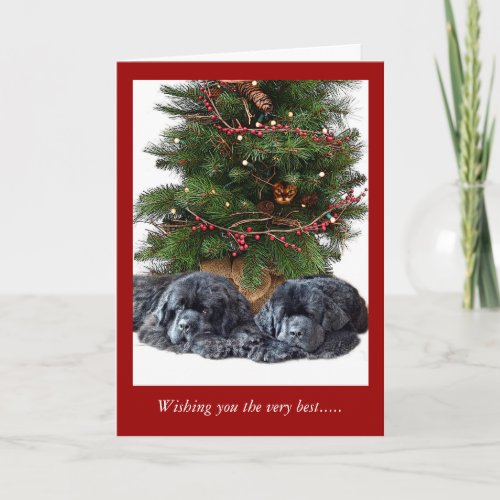 Newfies  the Christmas Cat Holiday Card