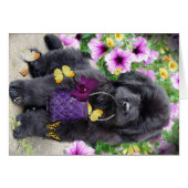 Newfoundland A Sunny Day (Front Horizontal)