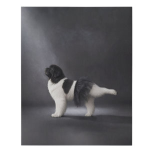 Newfoundland ballerina (black and white) faux canvas print