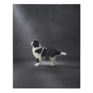Newfoundland ballerina (bw) faux canvas print