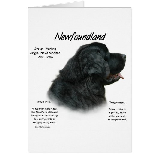 Newfoundland (Black) History Design (Front)
