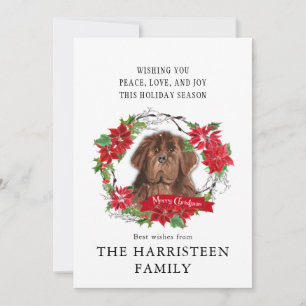 Newfoundland brown Watercolor Poinsettia Christmas Holiday Card