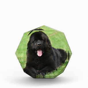 Newfoundland dog acrylic award