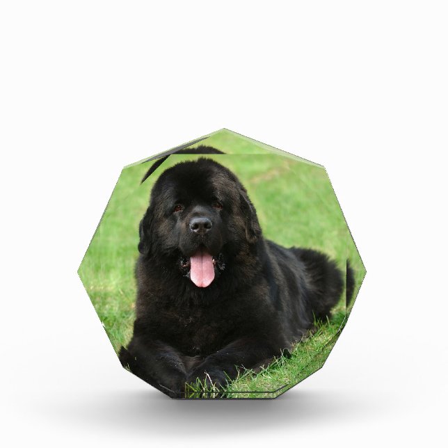Newfoundland dog acrylic award (Front)