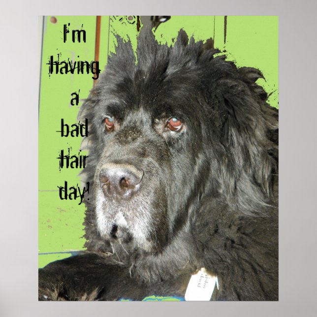 Newfoundland Dog Bad Hair Day poster (Front)