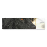 Newfoundland Dog Bumper Sticker