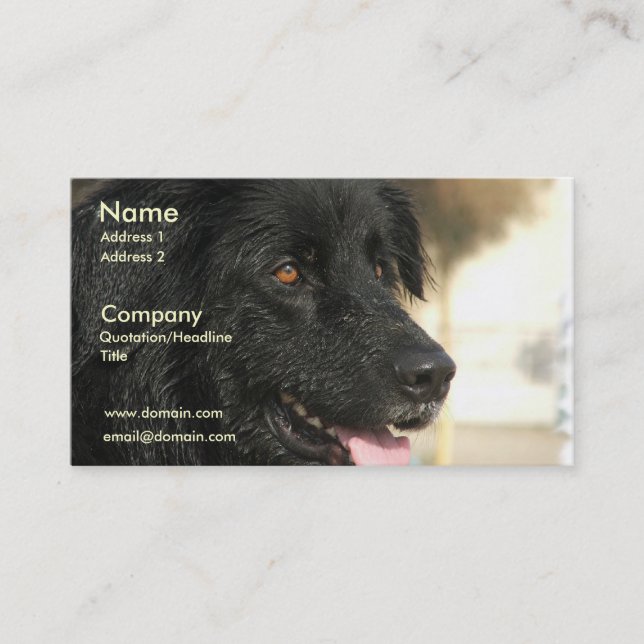 Newfoundland Dog Business Card (Front)