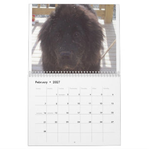 Newfoundland Dog Calendar